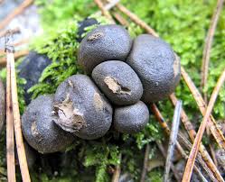 Attēlu rezultāti vaicājumam “Lycogala sphaeroconicum macro”