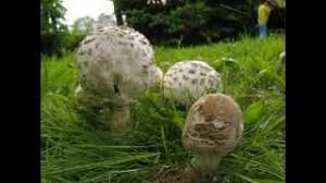 Attēlu rezultāti vaicājumam “Macrolepiota rhacodes var. bohemica”