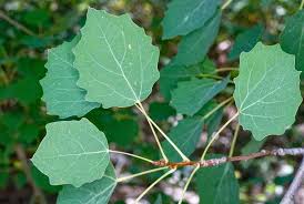 Attēlu rezultāti vaicājumam “Populus tremula”