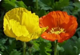 Image result for Papaver nudicaule