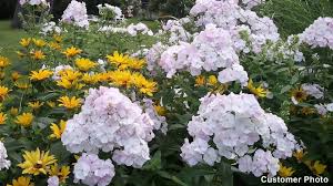 Image result for Phlox paniculata `Bright Eyes`
