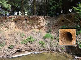 Attēlu rezultāti vaicājumam “Alcedo atthis nest”