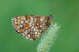 Attēlu rezultāti vaicājumam “Mellicta athalia”