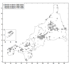 Attēlu rezultāti vaicājumam “Nardia scalaris”