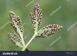 Attēlu rezultāti vaicājumam “Tranzschelia anemones”