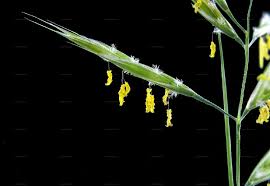 Attēlu rezultāti vaicājumam “Bromopsis benekenii”