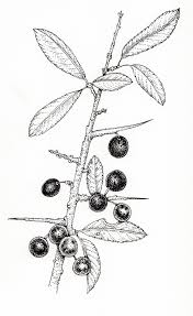 Attēlu rezultāti vaicājumam “Prunus spinosa leaf”