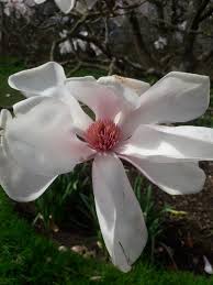 Attēlu rezultāti vaicājumam “Magnolia cylindrica”