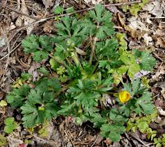 Attēlu rezultāti vaicājumam “Ranunculus bulbosus”