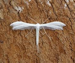 Attēlu rezultāti vaicājumam “Pterophorus pentadactyla”