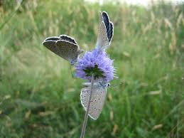 Attēlu rezultāti vaicājumam “Maculinea teleius underside”