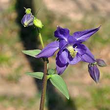 Image result for Aquilegia vulgaris