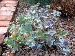 Attēlu rezultāti vaicājumam “Eryngium maritimum”