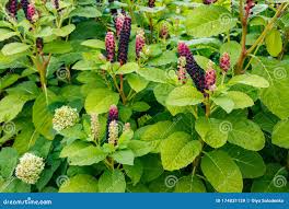 Attēlu rezultāti vaicājumam “Phytolacca acinosa”