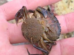 Image result for Carcinus maenas