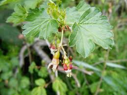 Attēlu rezultāti vaicājumam “Ribes uva-crispa flower”