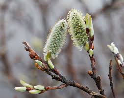Attēlu rezultāti vaicājumam “Salix lapponum”