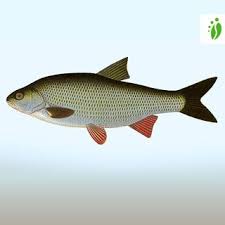 Image result for Leuciscus idus