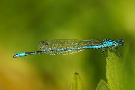 Attēlu rezultāti vaicājumam “Coenagrion puella male”