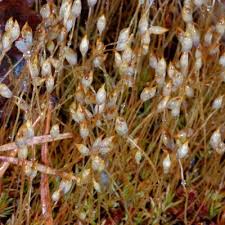 Attēlu rezultāti vaicājumam “Pogonatum dentatum macro”
