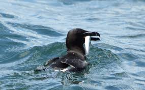 Image result for Scalby Cricket Club