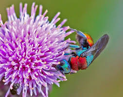 Attēlu rezultāti vaicājumam “Hedychrum sp.”