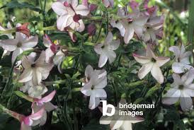 Image result for Nicotiana x sanderae