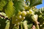 Chardonnay | Sedimentality