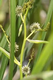 Attēlu rezultāti vaicājumam “Sparganiaceae”