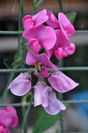 Attēlu rezultāti vaicājumam “Lathyrus latifolius flower”