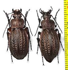 Attēlu rezultāti vaicājumam “Carabus cancellatus”