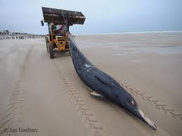 Image result for Mesoplodon bidens