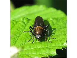 Attēlu rezultāti vaicājumam “Clitellaria ephippium”