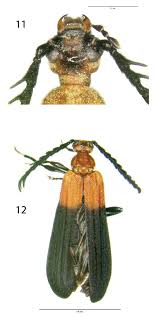Attēlu rezultāti vaicājumam “Pyrochroidae imago”