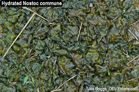 Attēlu rezultāti vaicājumam “Nostoc commune”