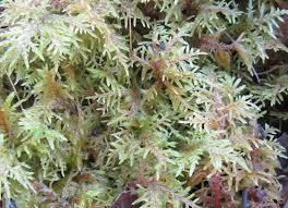 Attēlu rezultāti vaicājumam “Hylocomium splendens sporophyte”