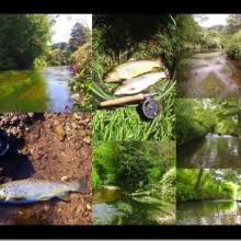 Image result for Bathampton Angling Association