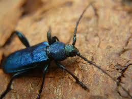 Attēlu rezultāti vaicājumam “Callidium violaceum”