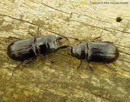 Attēlu rezultāti vaicājumam “Ceruchus chrysomelinus imago”