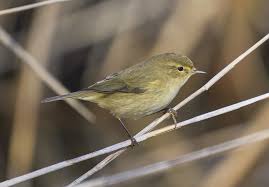 Image result for Phylloscopus ibericus