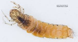 Attēlu rezultāti vaicājumam “Limnephilus larva”