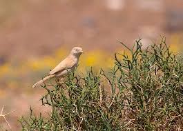 Image result for Sylvia nana