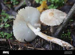 Attēlu rezultāti vaicājumam “Lepiota clypeolaria”