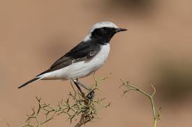 Attēlu rezultāti vaicājumam “Oenanthe oenanthe male”