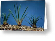 Attēlu rezultāti vaicājumam “Isoetes lacustris”