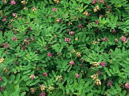 Attēlu rezultāti vaicājumam “Lathyrus niger”