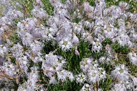 Image result for Dianthus superbus