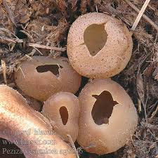 Attēlu rezultāti vaicājumam “Peziza vesiculosa”