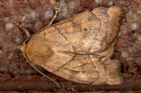 Attēlu rezultāti vaicājumam “Cosmia trapezina”