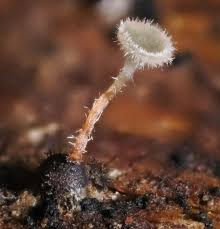 Attēlu rezultāti vaicājumam “Chaenotheca phaeocephala”